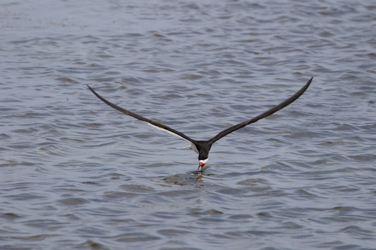 Black Skimmer - ML52599911