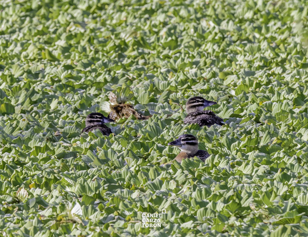 Masked Duck - ML525999601