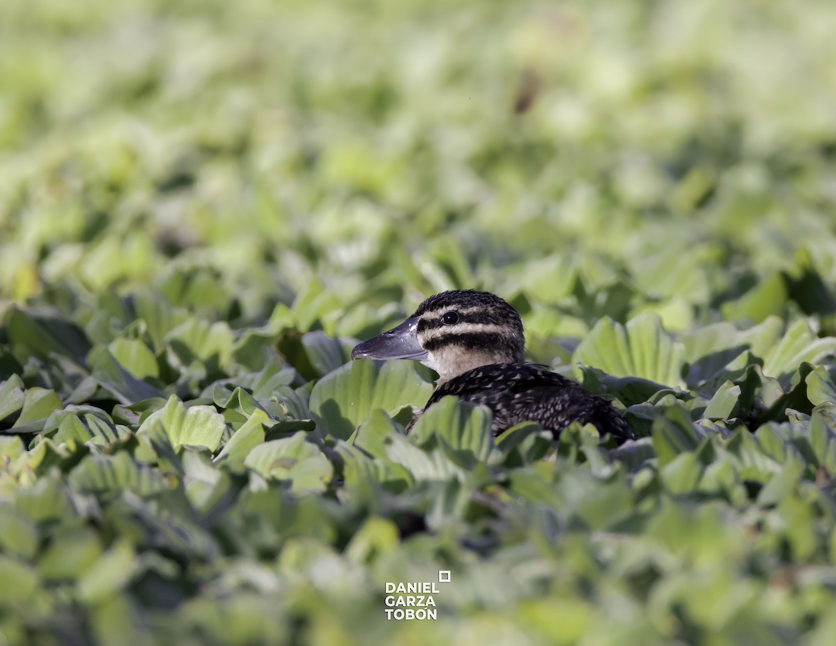 Masked Duck - ML525999621