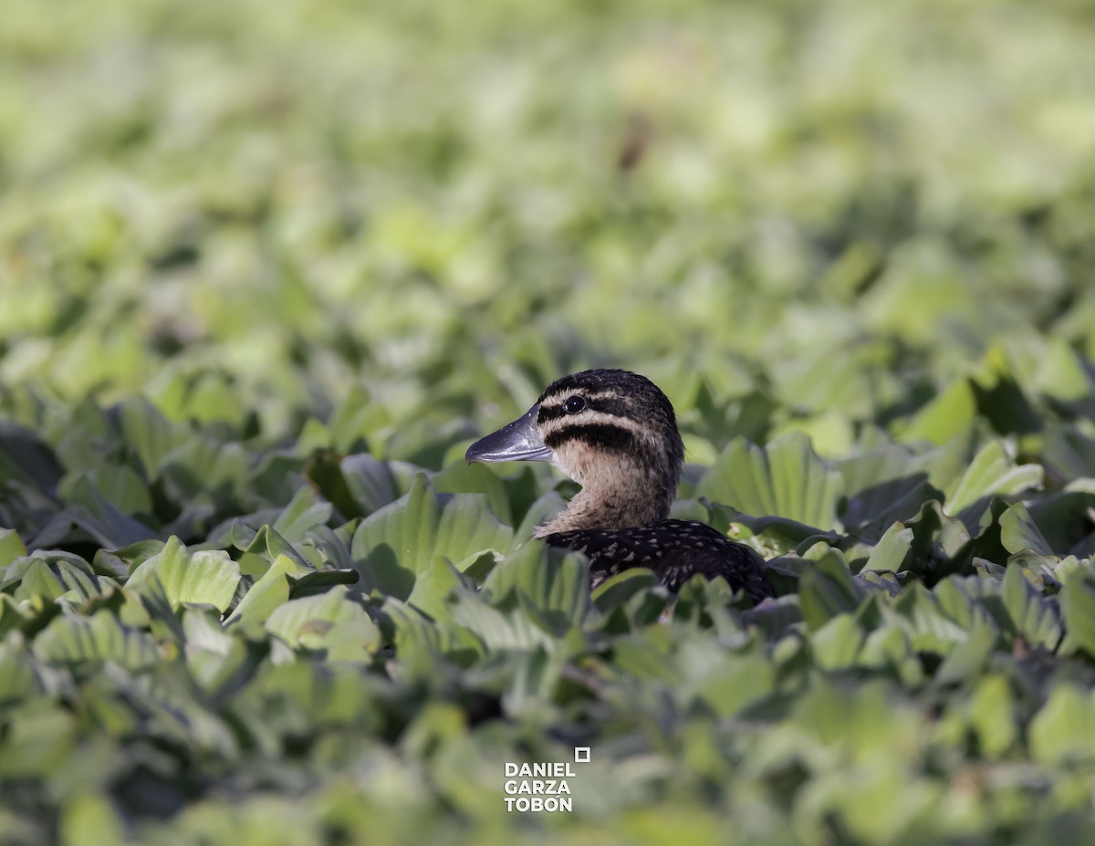 Masked Duck - ML525999631