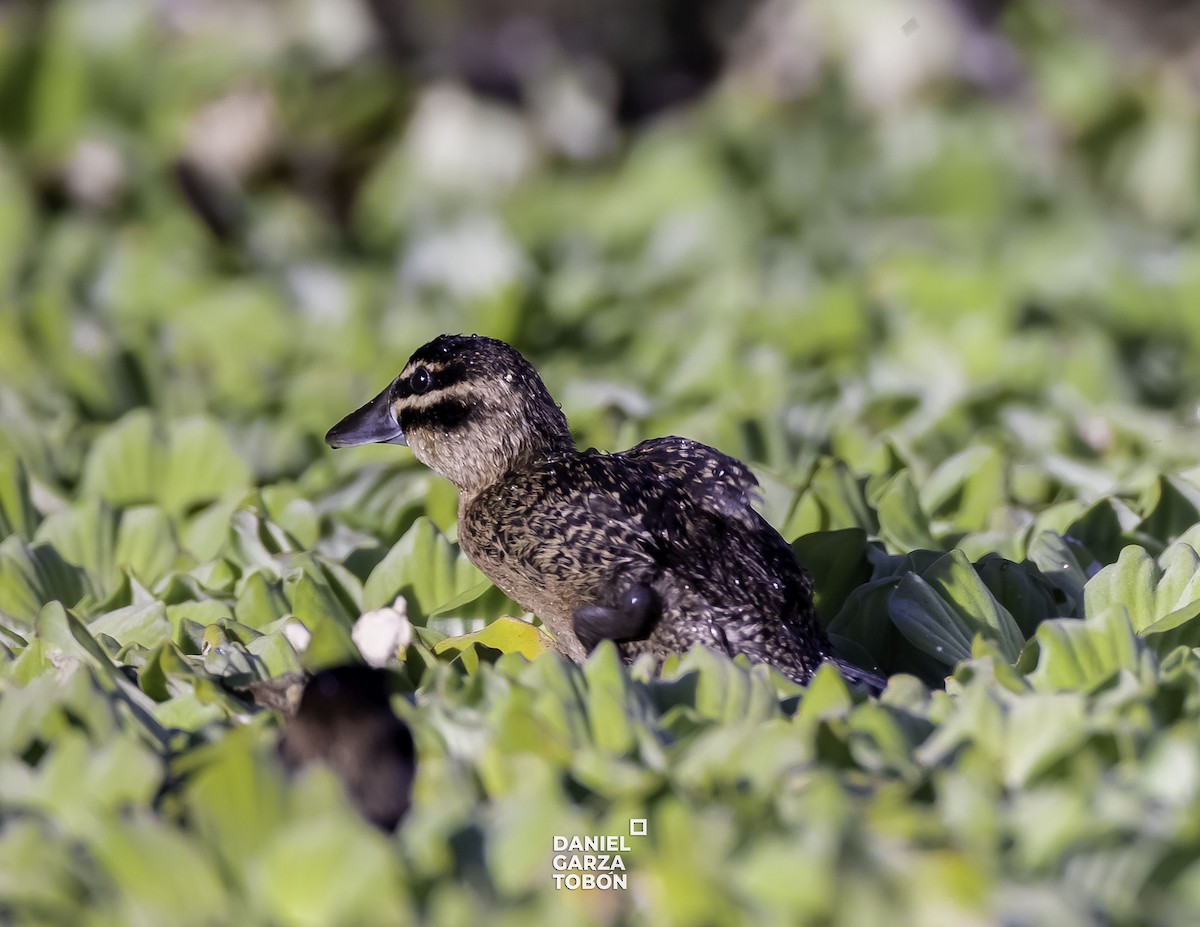 Masked Duck - ML525999641