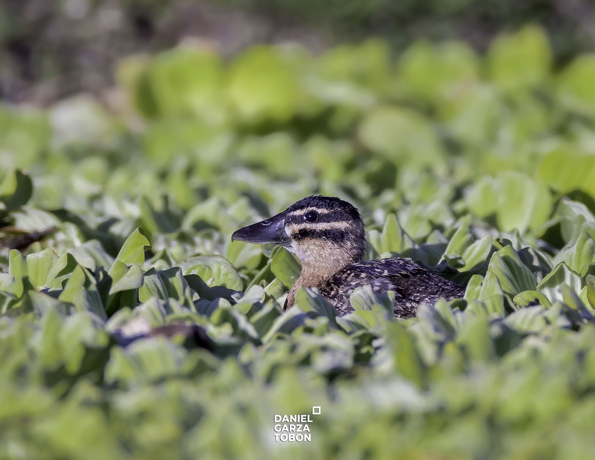 Masked Duck - ML525999651