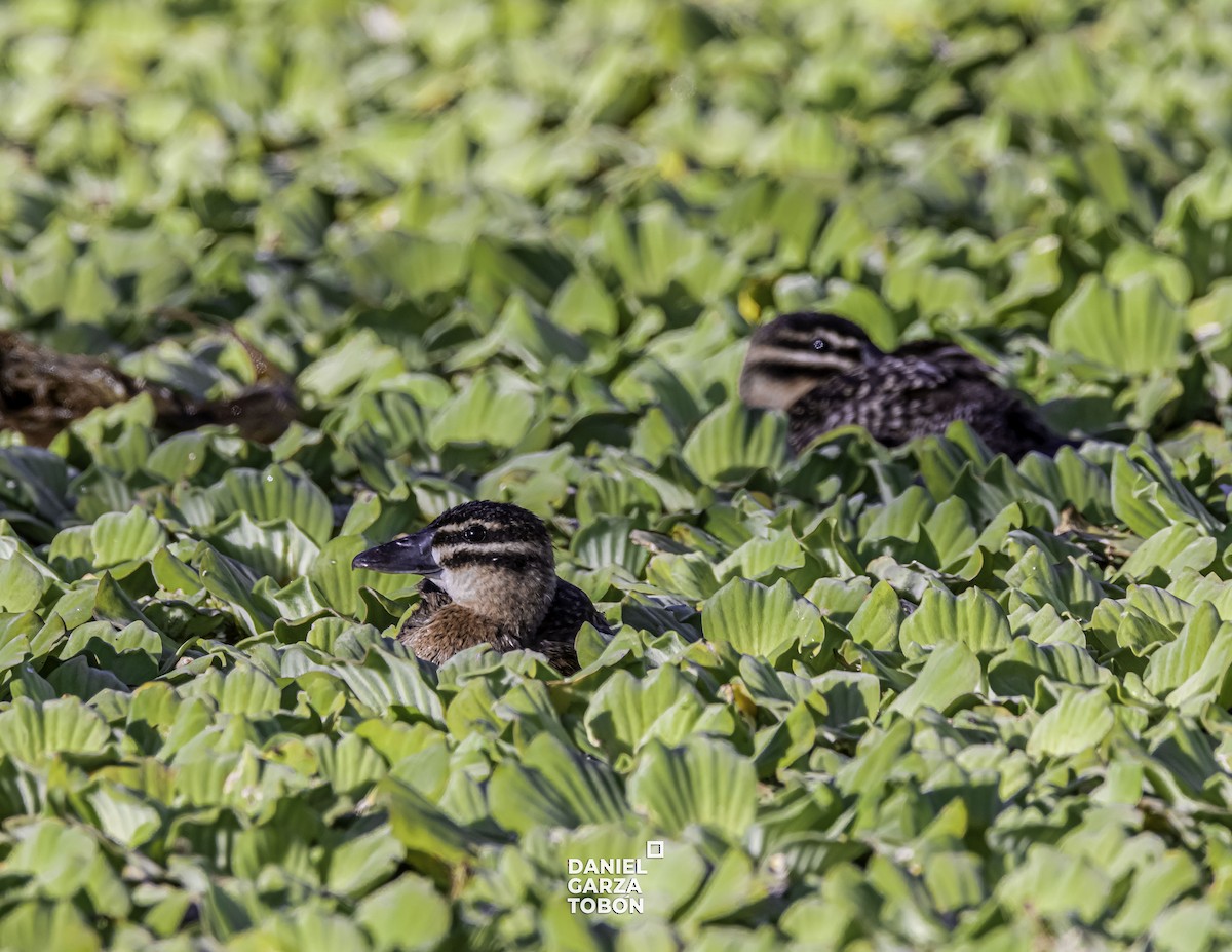 Masked Duck - ML525999661