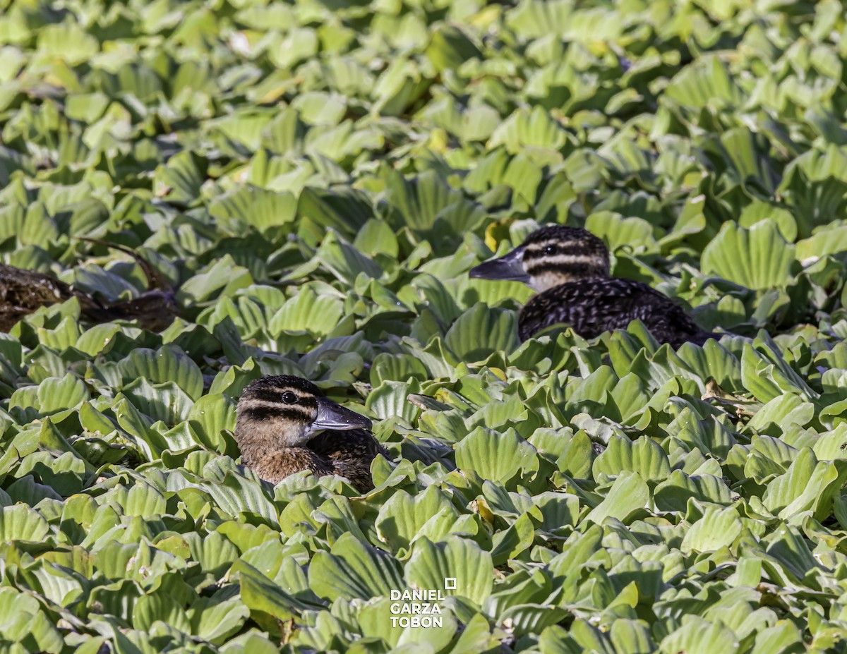 Masked Duck - ML525999681