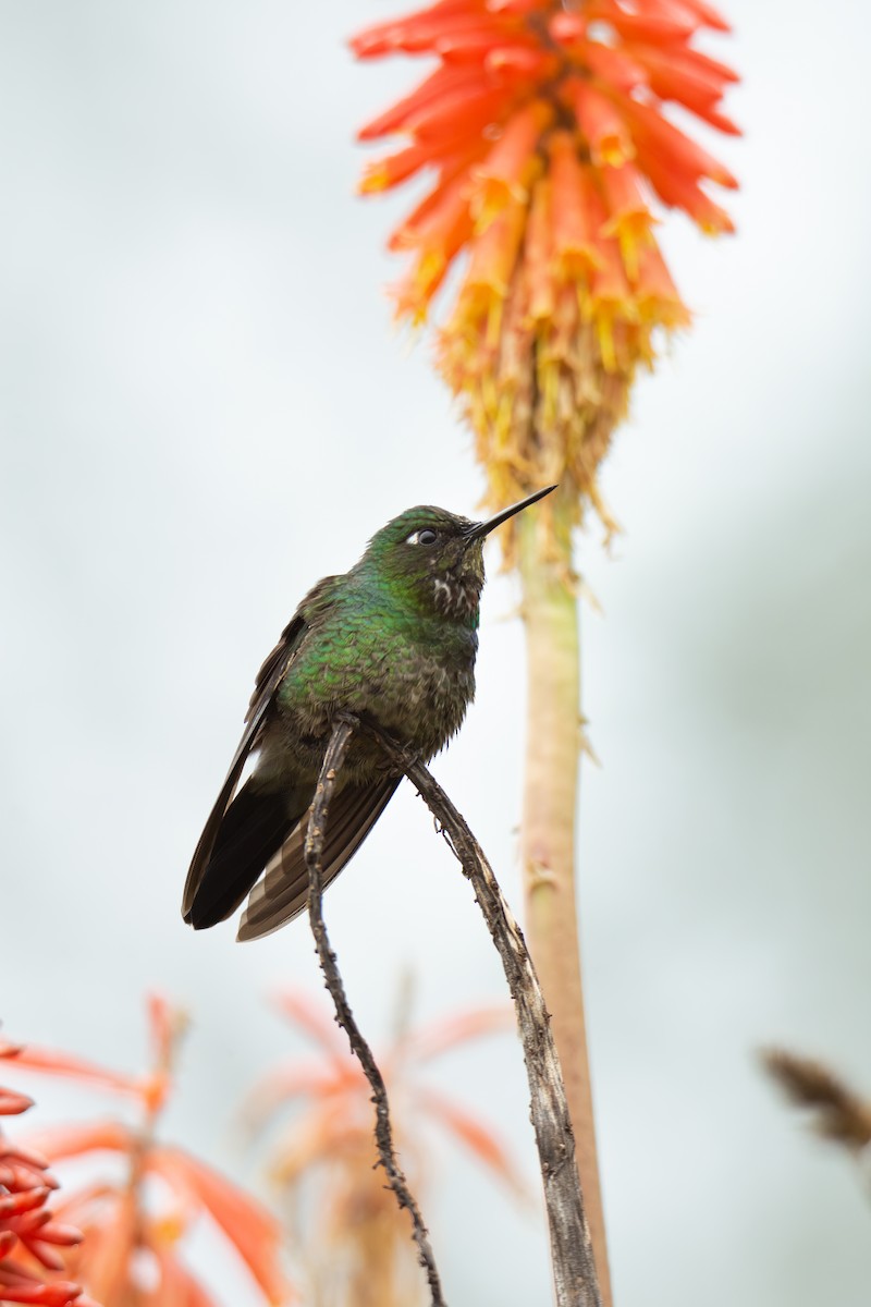 kolibřík turmalinový - ML525999751