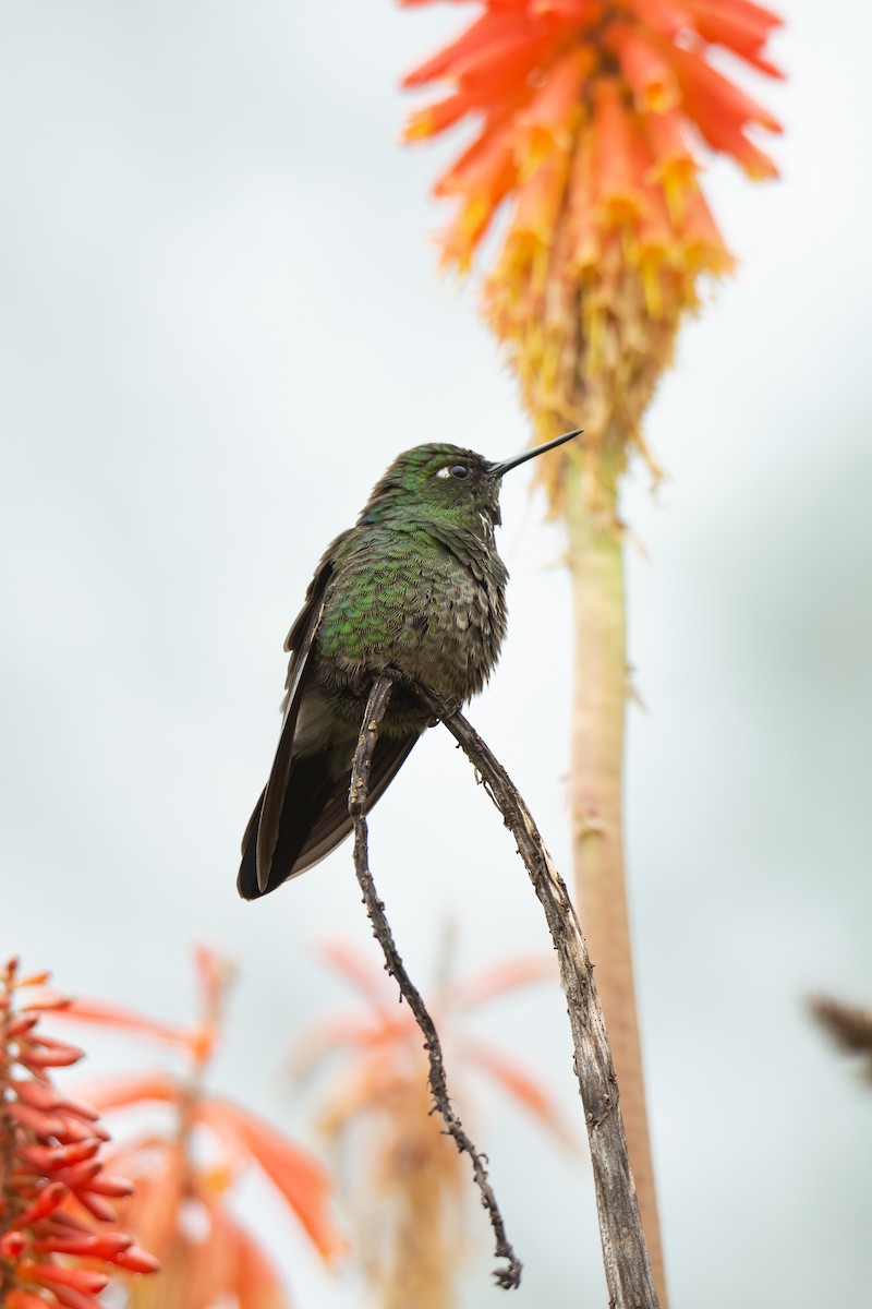 Tourmaline Sunangel - ML525999771