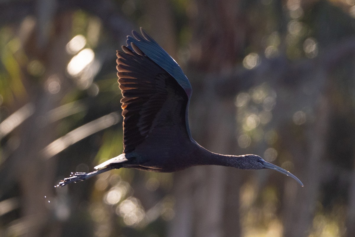 Glossy Ibis - ML526001741