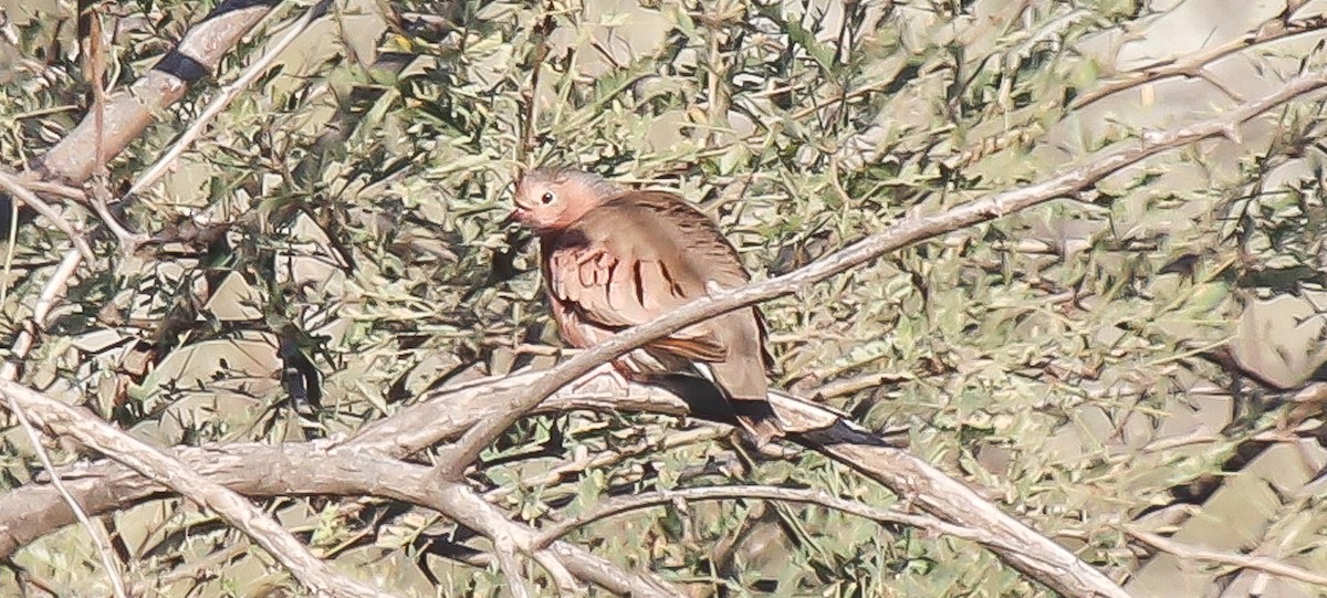 Common Ground Dove - robert bowker