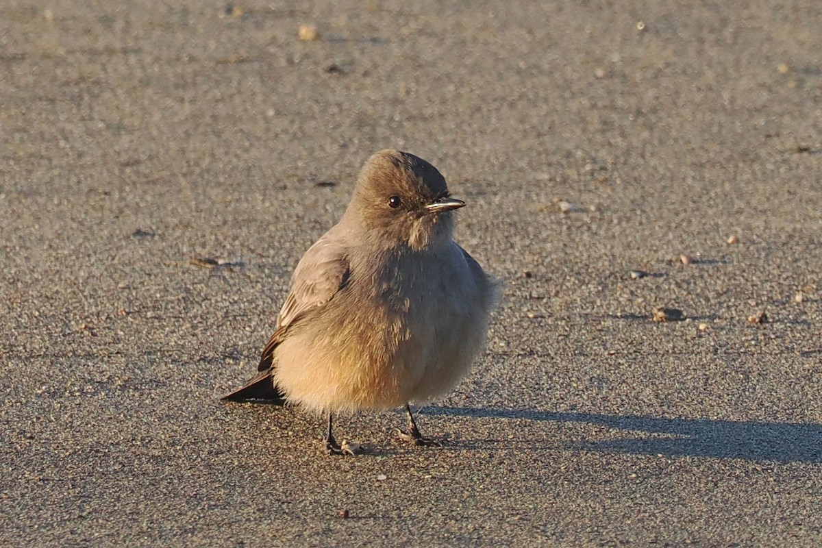 Say's Phoebe - ML526002241