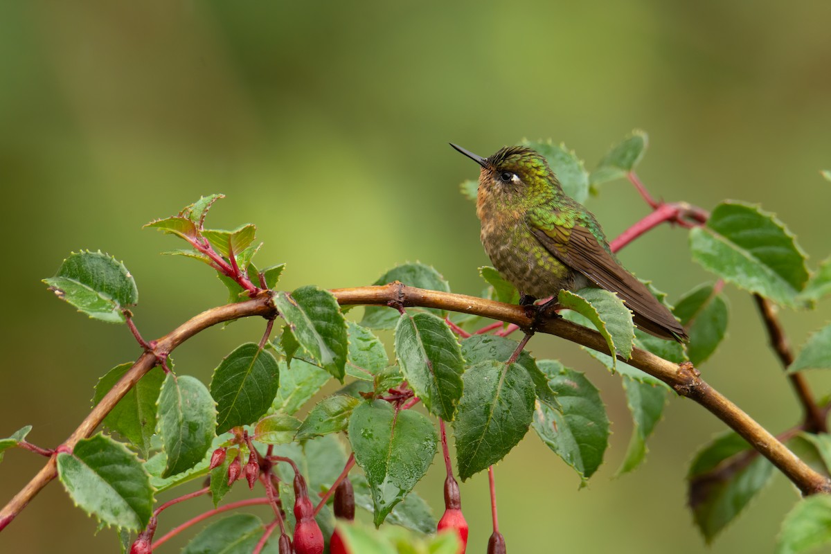 Viridian Metaltail - ML526002661