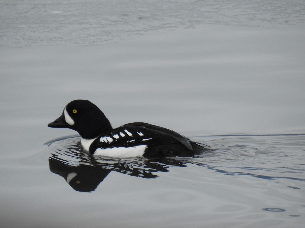 Barrow's Goldeneye - ML526003751