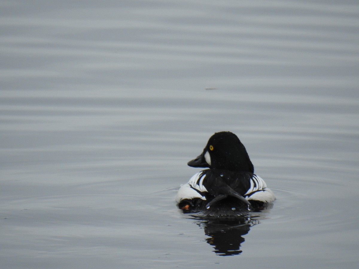 Barrow's Goldeneye - ML526003761