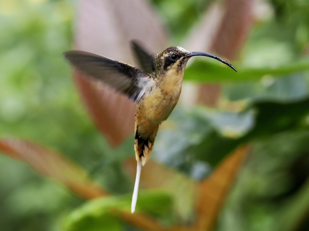 Tawny-bellied Hermit - ML526003791