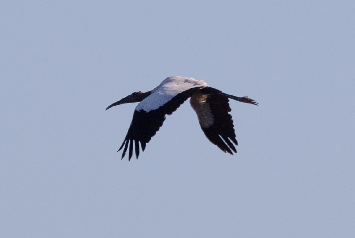 Wood Stork - ML526004241