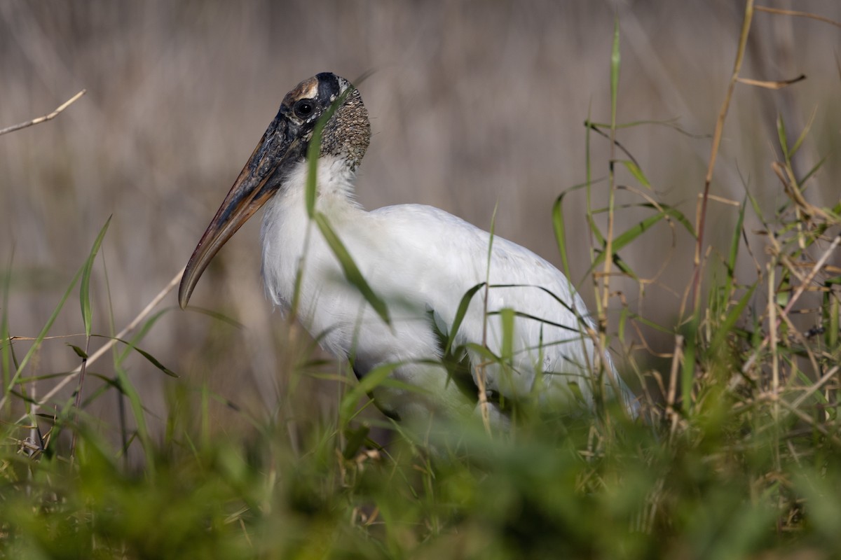 Wood Stork - ML526004251