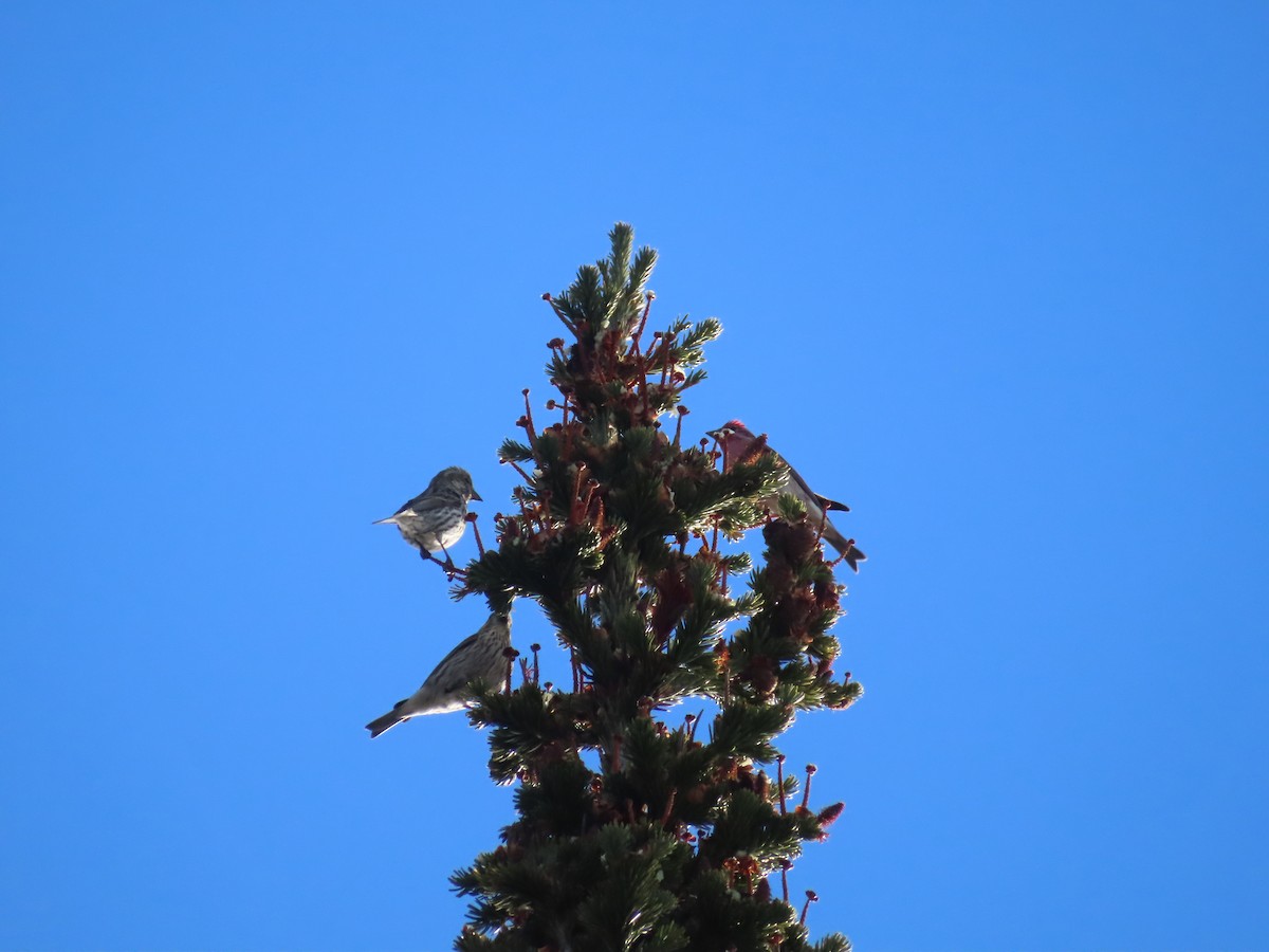 Cassin's Finch - Margaret Koren