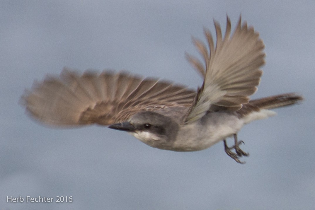 Gray Kingbird - ML526012791