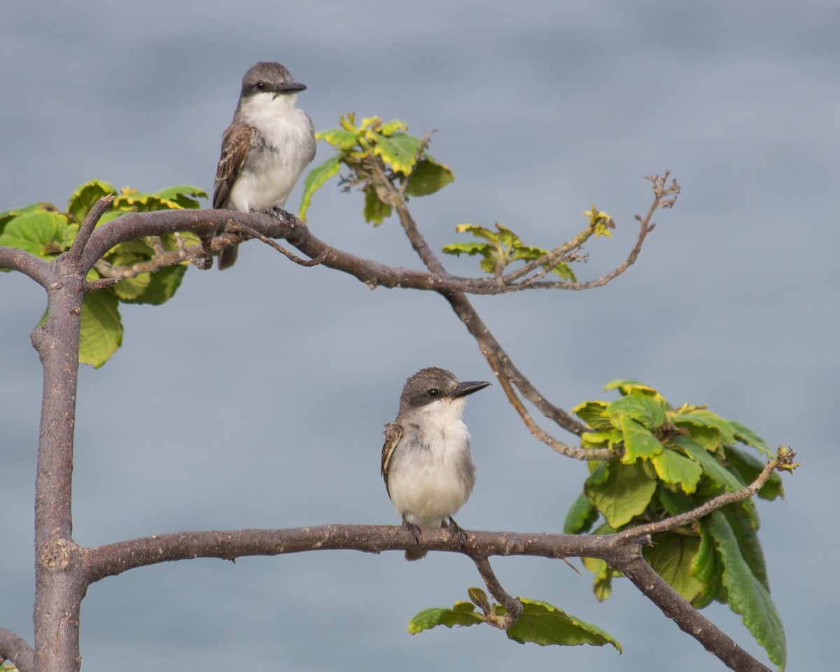 Gray Kingbird - ML526012801