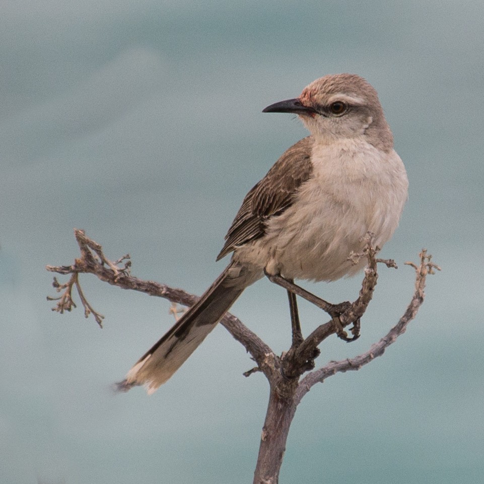 Tropical Mockingbird - ML526012891