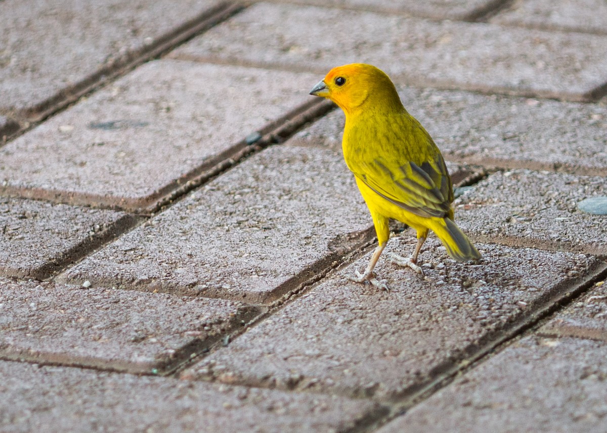 Saffron Finch - ML526013001