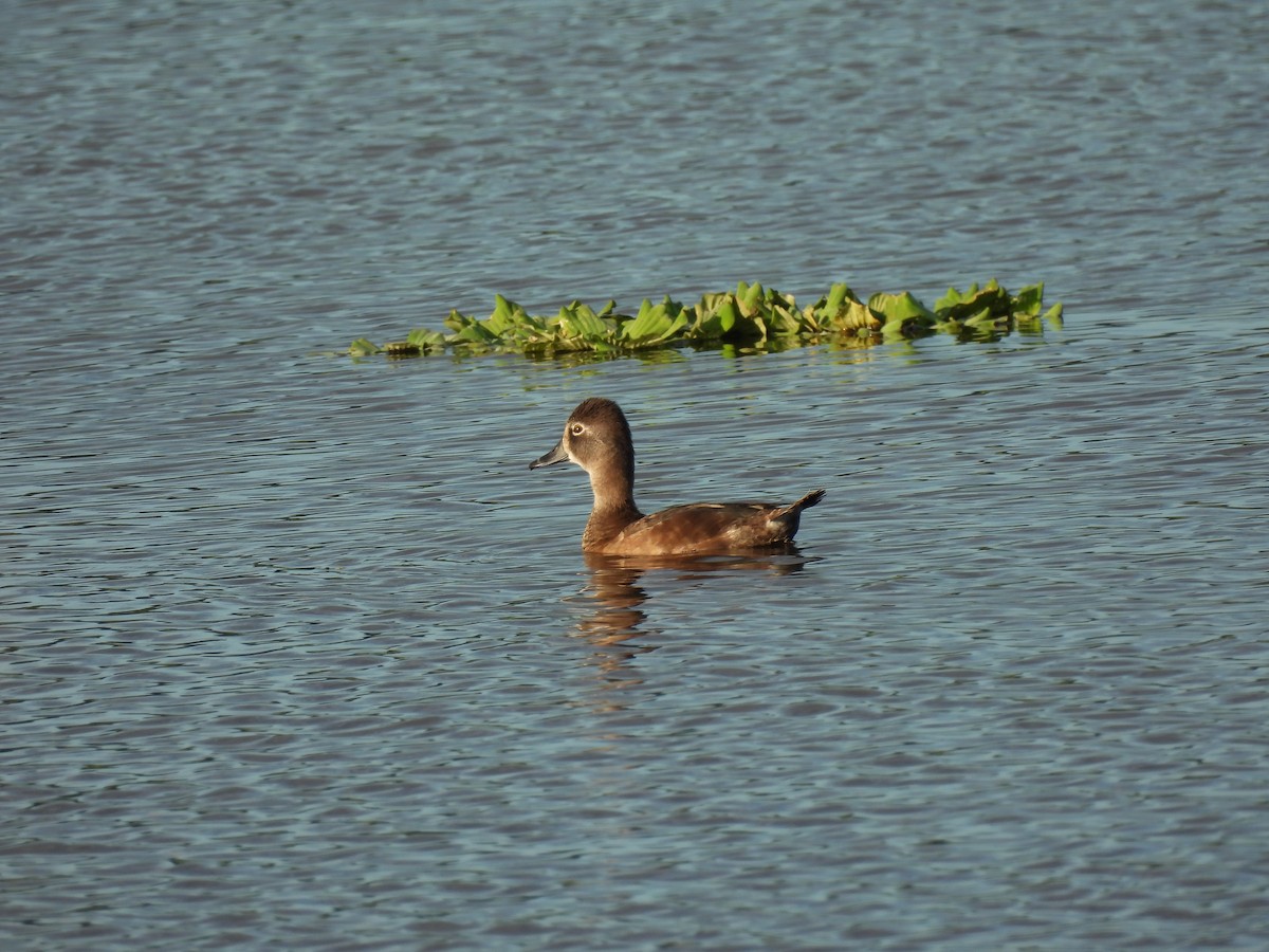 Ring-necked Duck - ML526013161