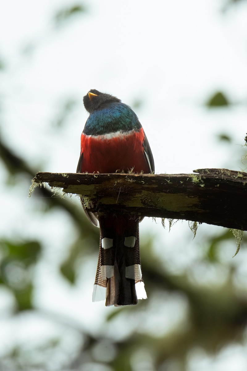 Masked Trogon - ML526013351