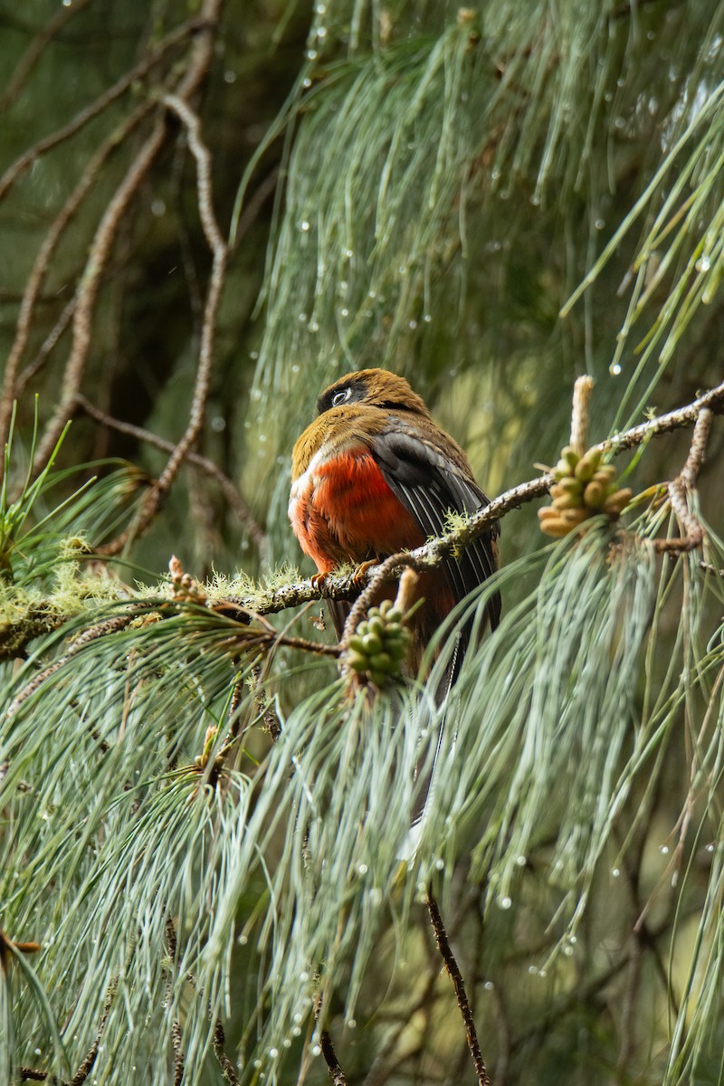 Masked Trogon - ML526013361