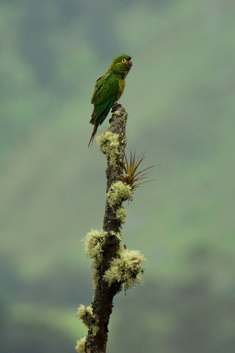 aratinga zlatoperý - ML526014171