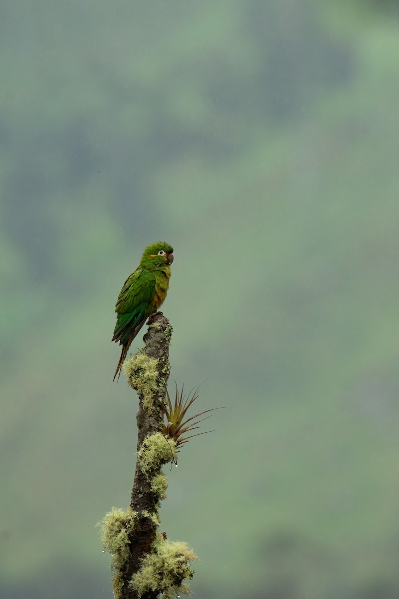 Golden-plumed Parakeet - ML526014181