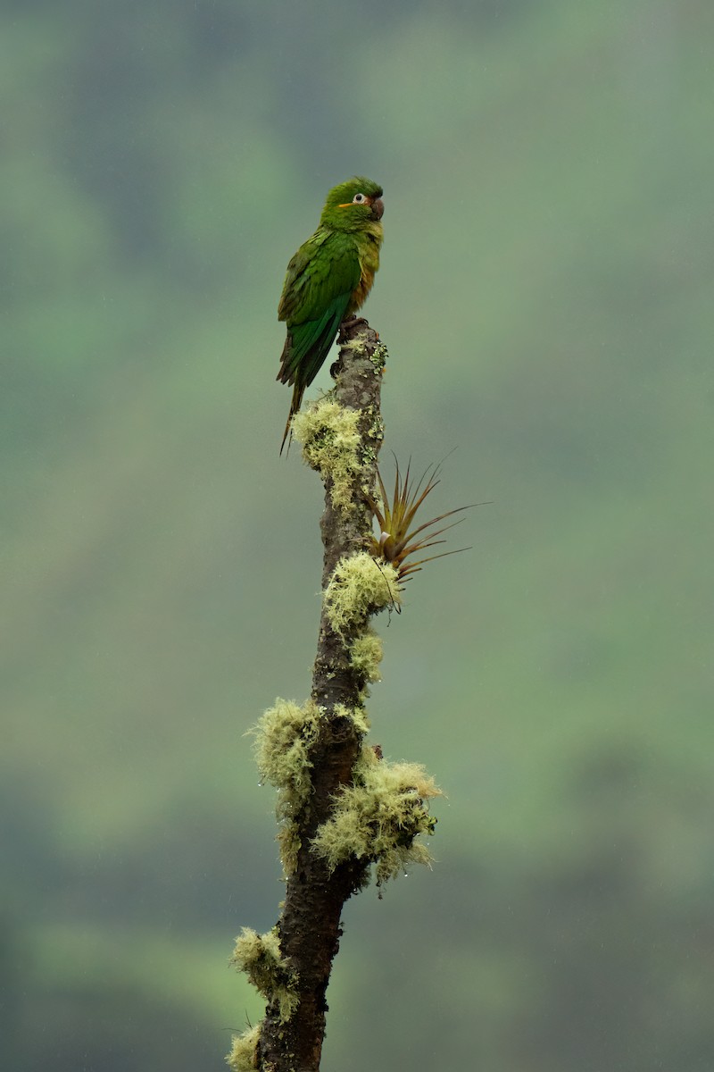 Golden-plumed Parakeet - Juan Esteban Cáceres Rave