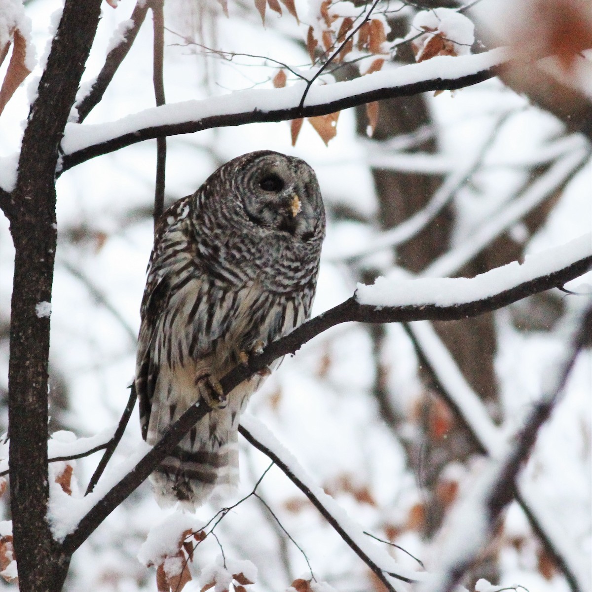 Barred Owl - ML526015561