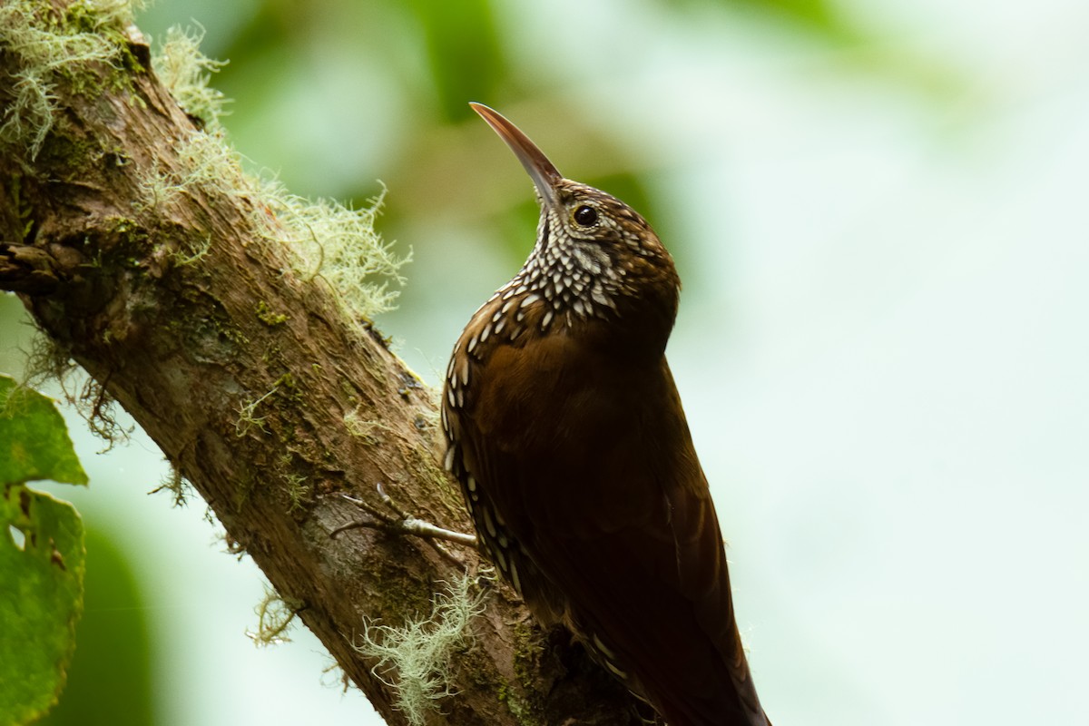 Montane Woodcreeper - ML526015661