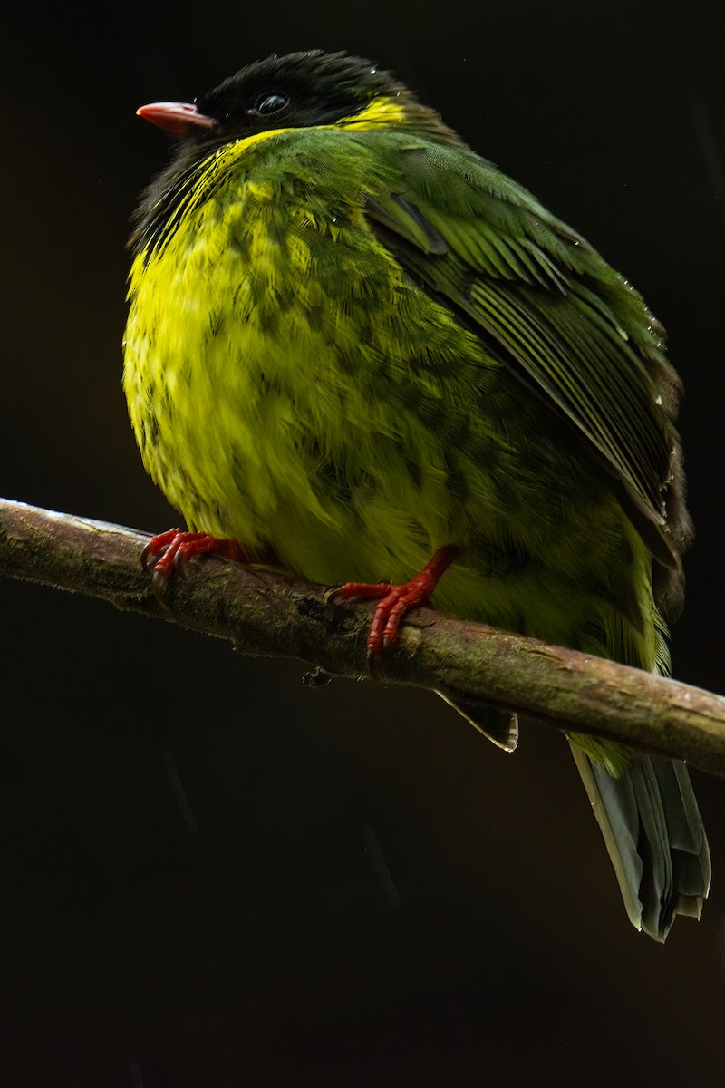 Green-and-black Fruiteater - ML526016151