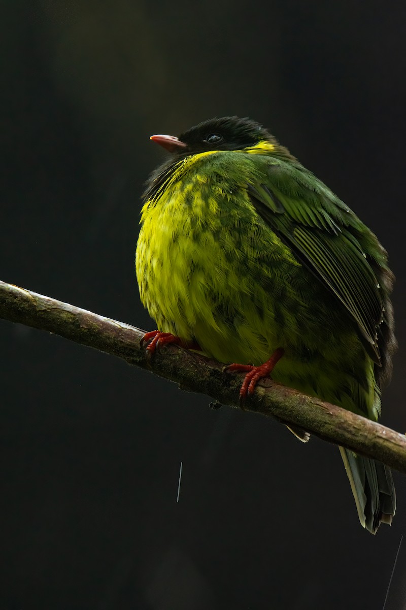 kotinga zelenočerná - ML526016171