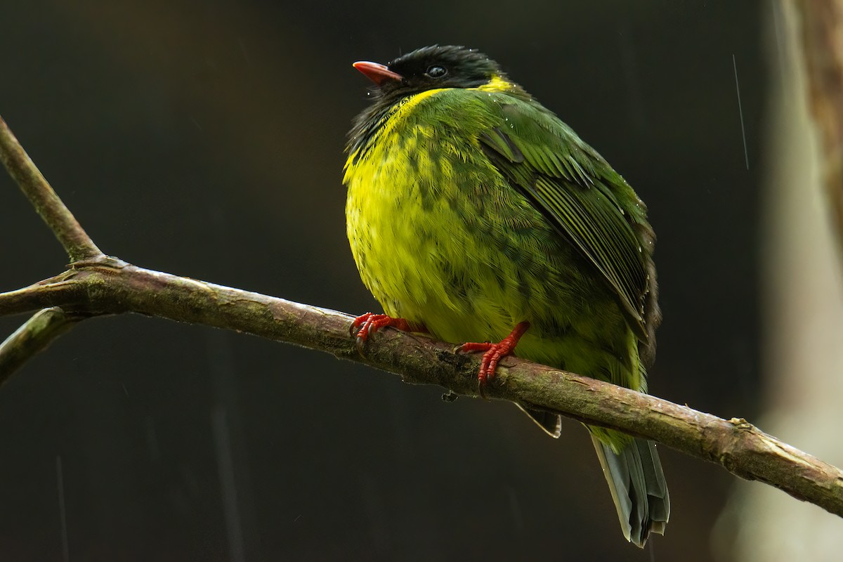 Green-and-black Fruiteater - ML526016181
