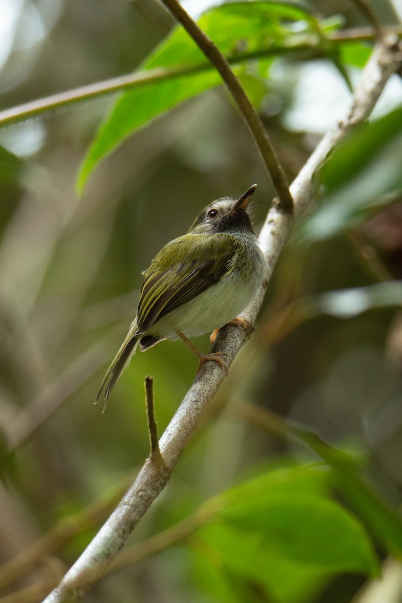 Black-throated Tody-Tyrant - Juan Esteban Cáceres Rave