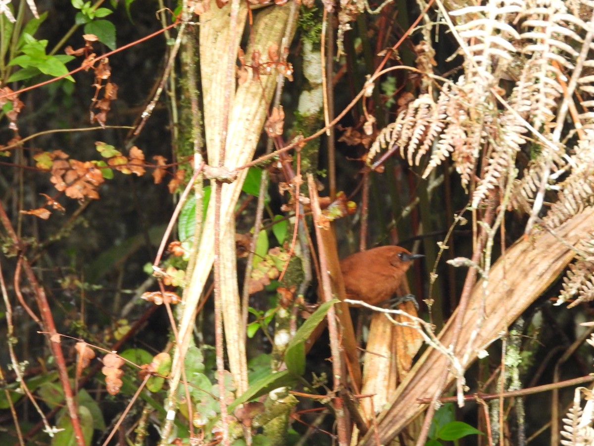 Rufous Spinetail - ML526018661