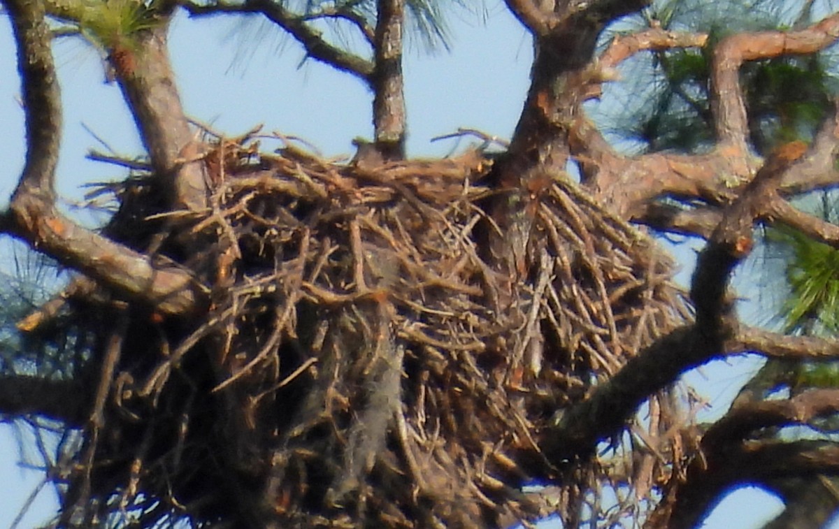 Great Horned Owl - ML526019721