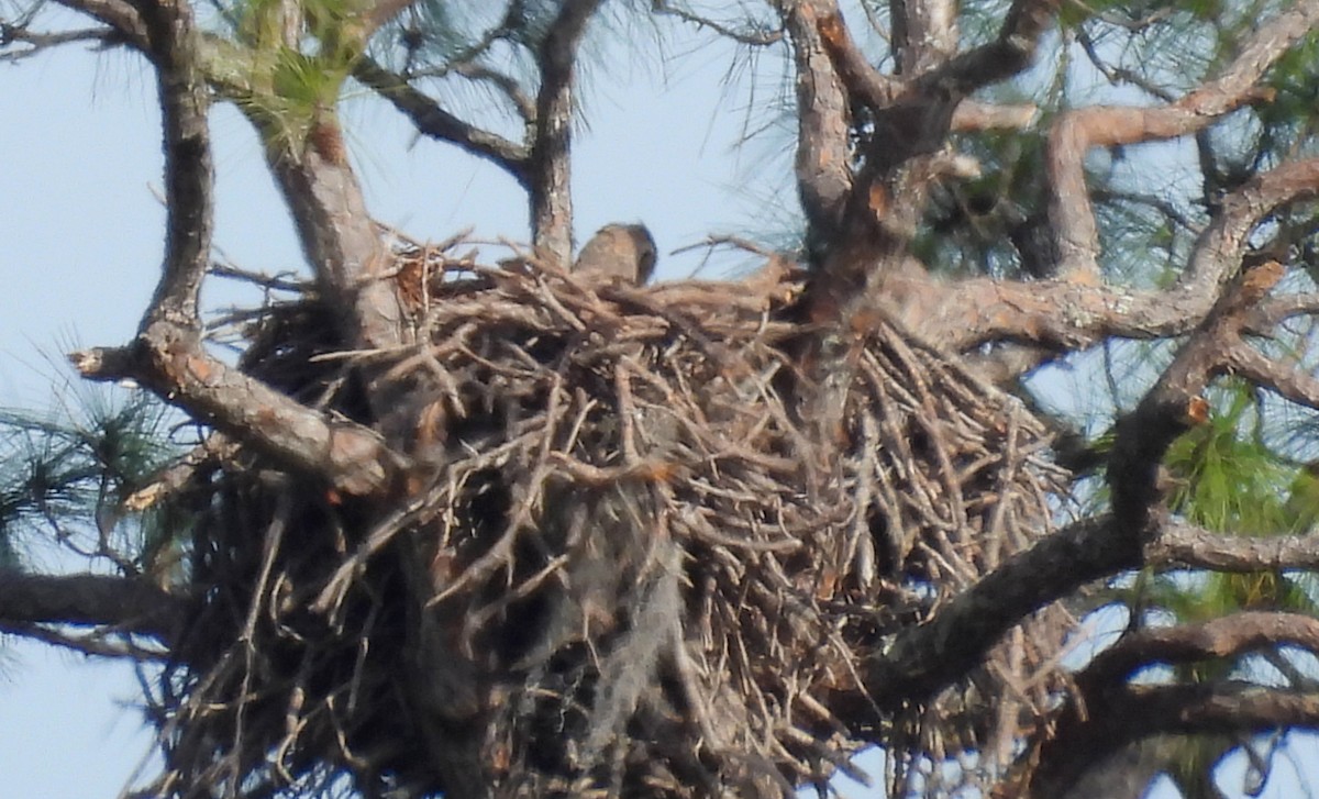 Great Horned Owl - ML526019791