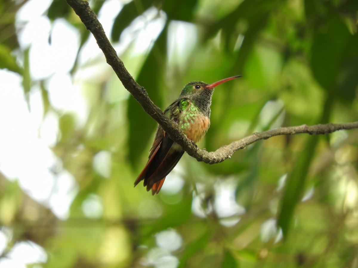 Buff-bellied Hummingbird - Osvaldo Balderas San Miguel