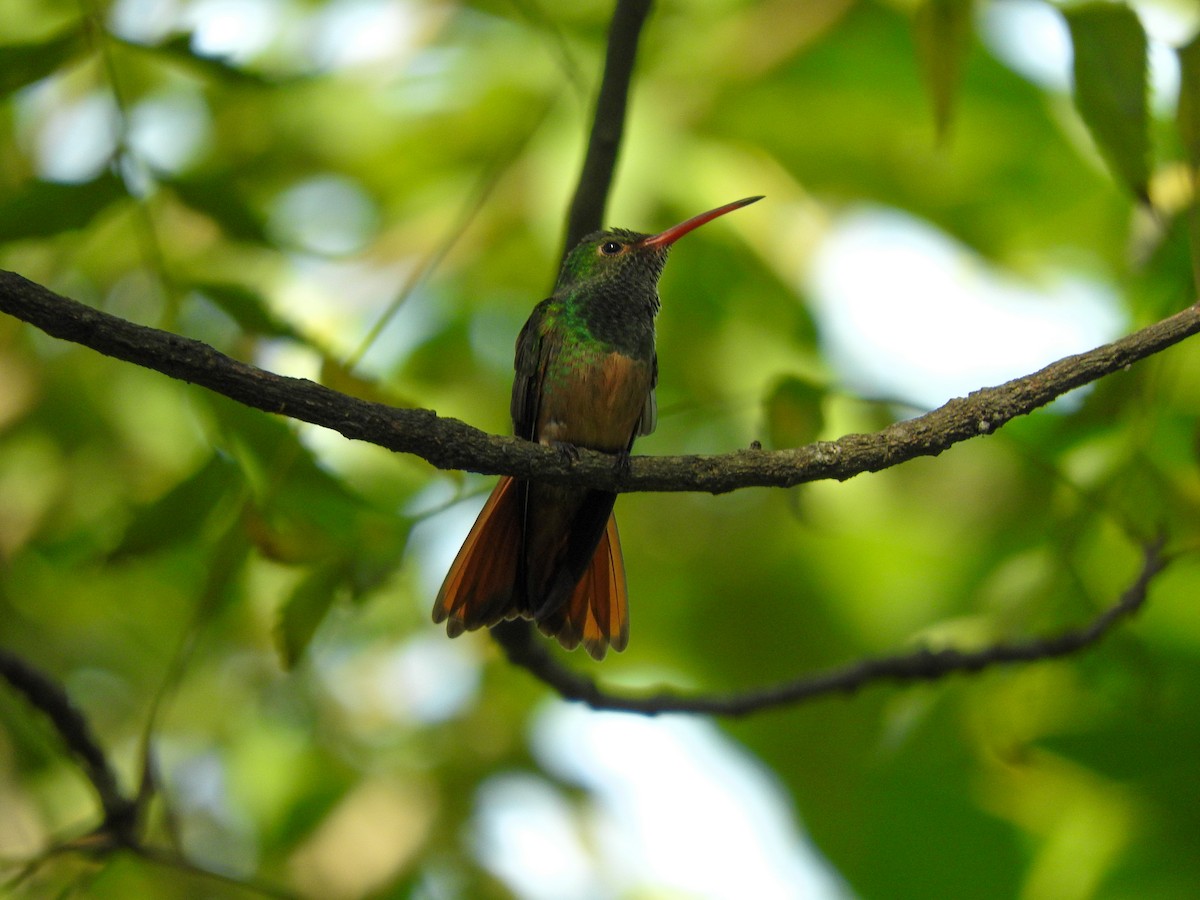 Buff-bellied Hummingbird - Osvaldo Balderas San Miguel