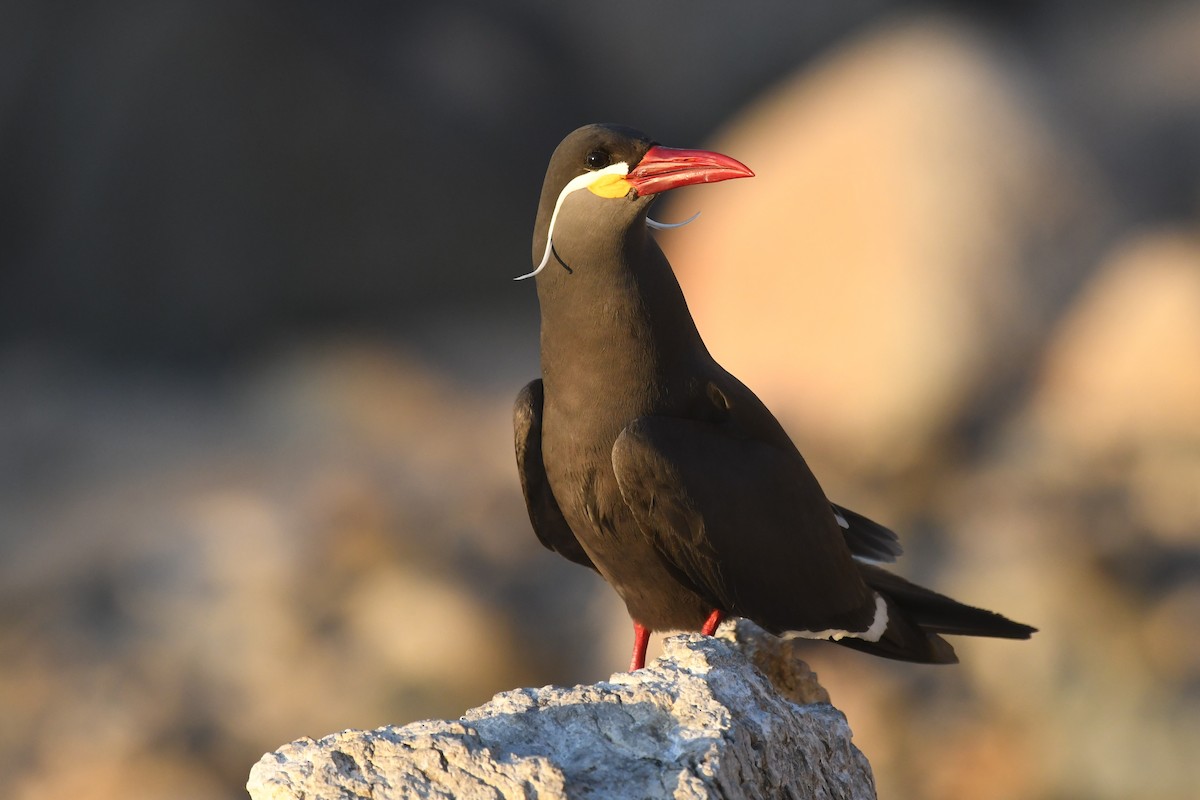 Inca Tern - Tristan Jobin