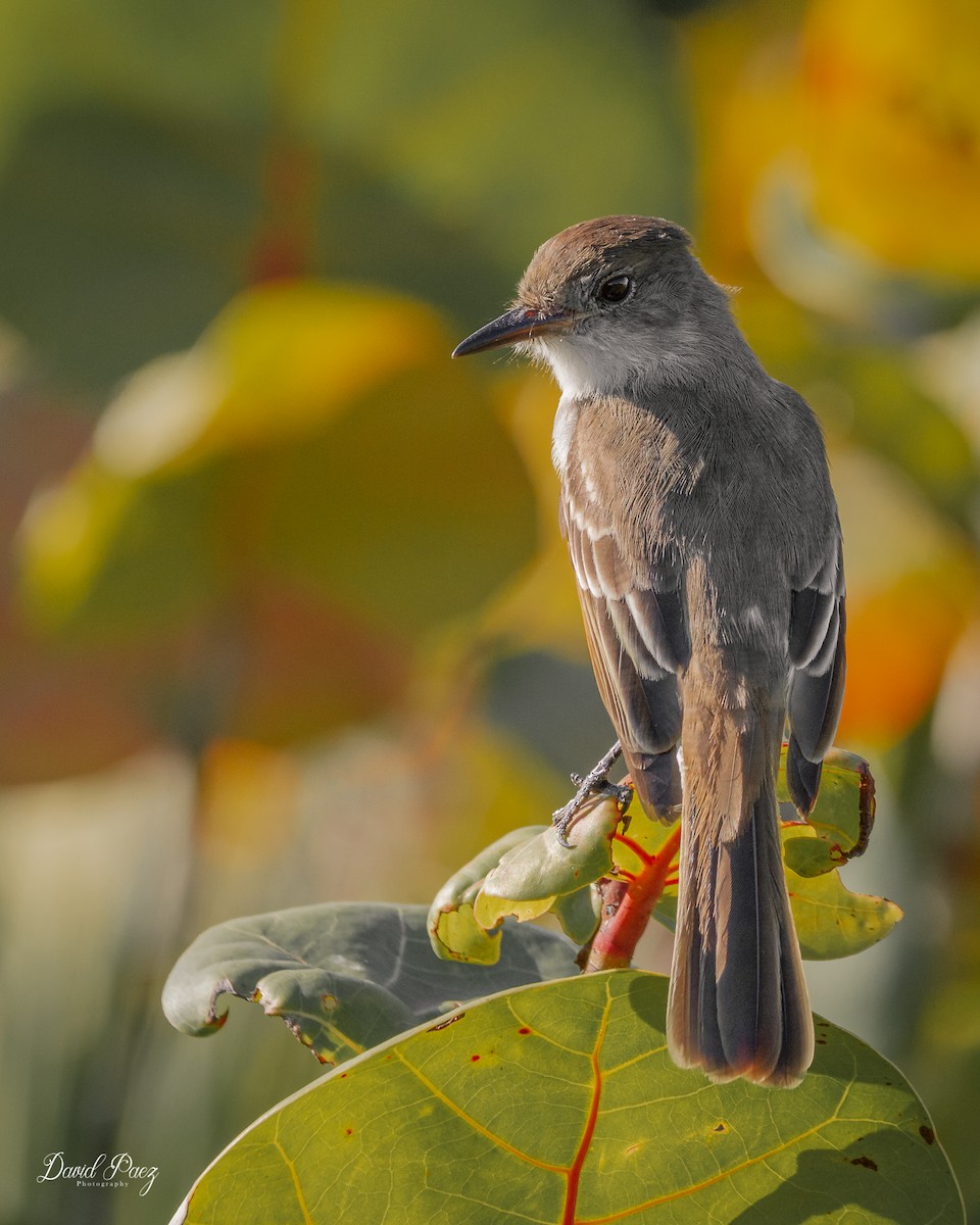 La Sagra's Flycatcher - ML526020821