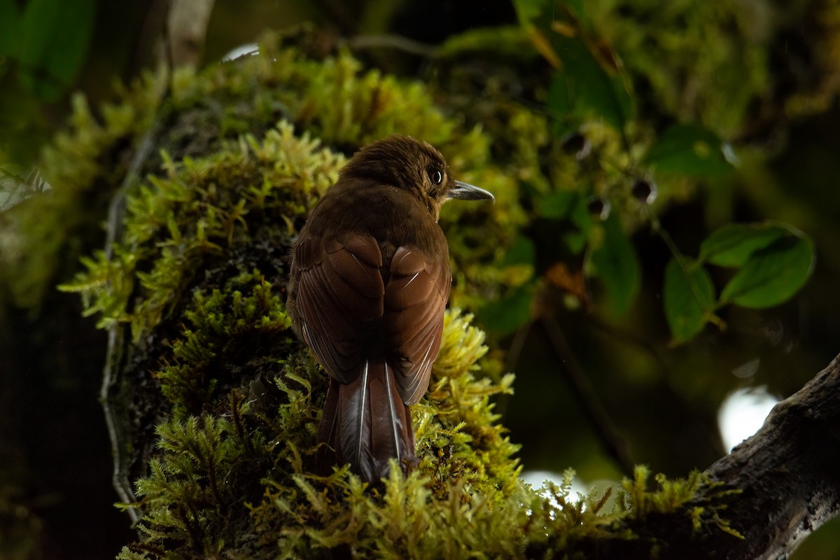 Tyrannine Woodcreeper - ML526020881