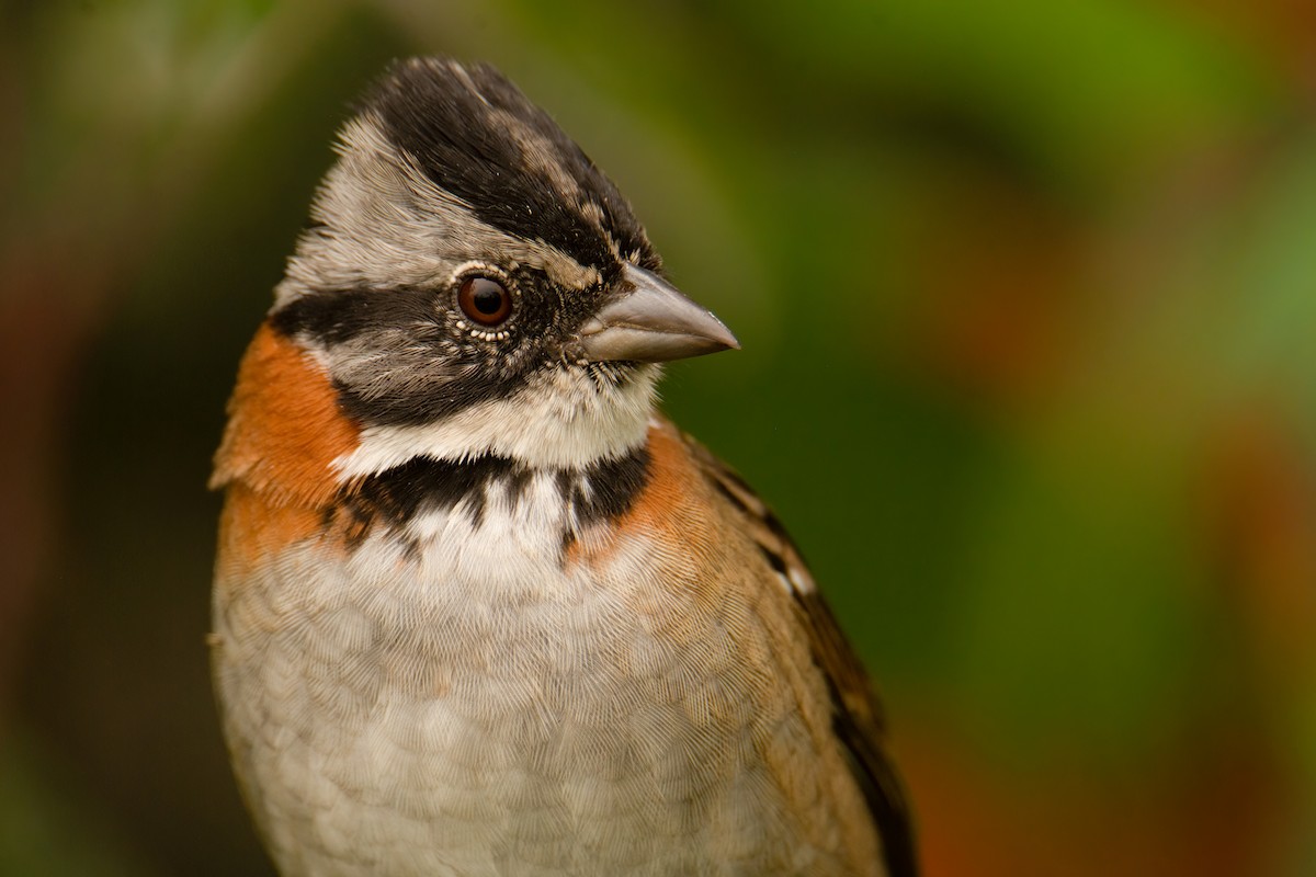 Rufous-collared Sparrow - ML526021221