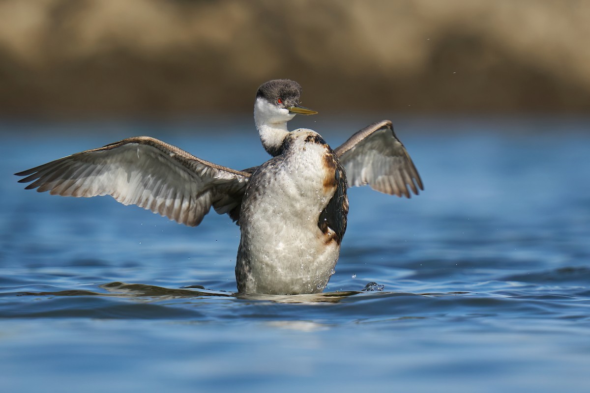 Western Grebe - ML526021781