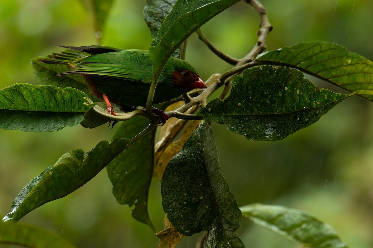 Grass-green Tanager - Juan Esteban Cáceres Rave