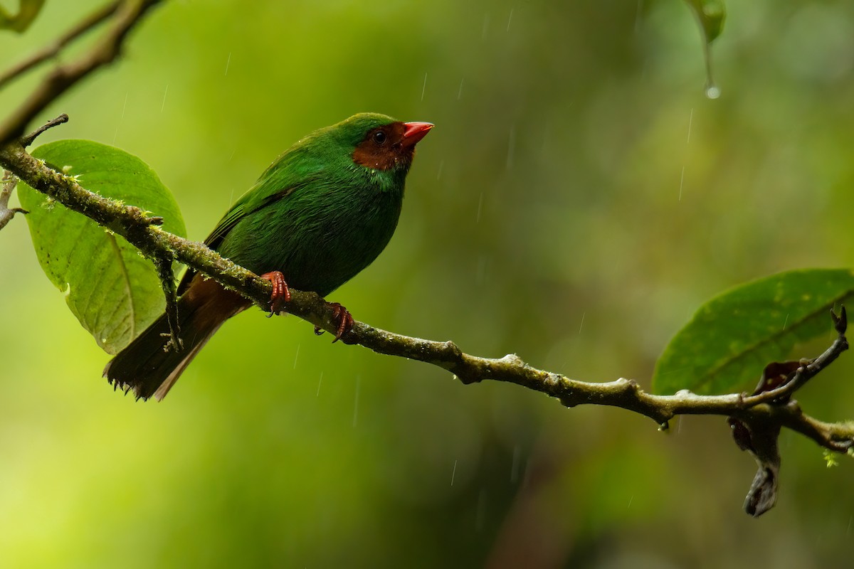 Grass-green Tanager - Juan Esteban Cáceres Rave