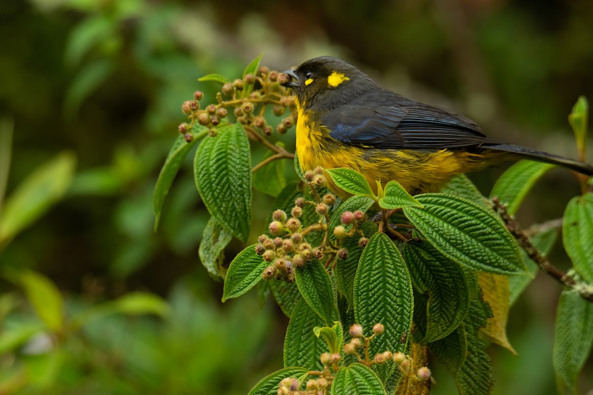 Lacrimose Mountain Tanager - ML526022301