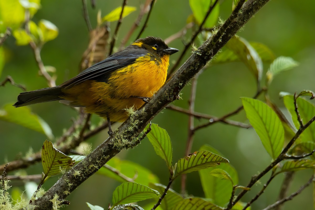Lacrimose Mountain Tanager - ML526022311